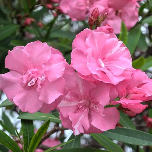 oleandro - decorazioni giardino esterni varietà antiche biologiche 5semi