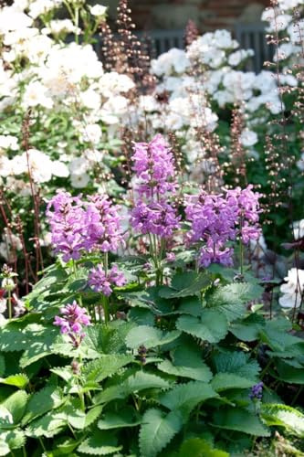 Nepeta racemosa 9x9 cm Topf – Winterhart, Mehrjährig, Pflegeleicht – Katzenminze – Beetstaude für Garten & Rabatten