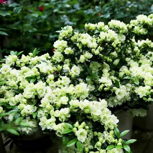 azalea rododendro - semi di prato selvatici, autunno, trepadora trepadoras 10pcs