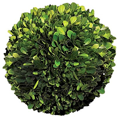 Serene Spaces Living Konservierte Buchsbaumkugel, echte grüne Blätter und einfache Pflege, Verwendung als Vasenfüller für Hochzeit, Party, Urlaubsdekoration, Maße: 15.2 cm Durchmesser.