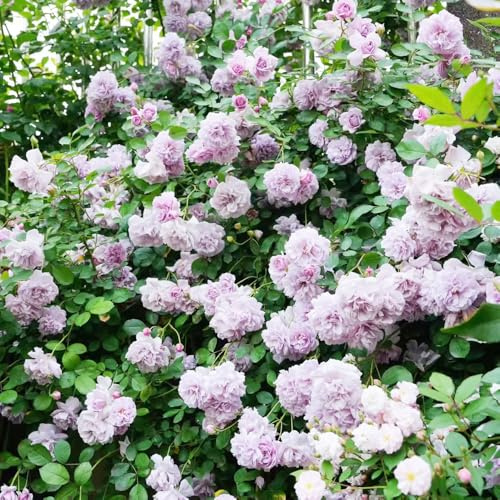 Semillas de rosal, ornamental resistente resistentes de exterior para lugares soleados semillas silvestres arbustos rápido crecimiento 300pcs