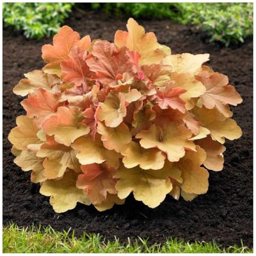 Stauden Gänge 1 x Heuchera Hybride 'Caramel' Purpurglöckchen winterhart | Purpurner Bodendecker für Sonne bis Halbschatten, Blüte Juni bis August, mehrjährig, 1 L Topf (11x11 cm)