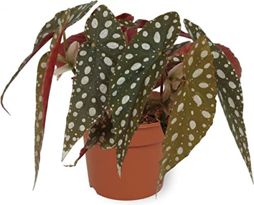 DECOALIVE Begonia Maculata Flor de Interior Planta Natural