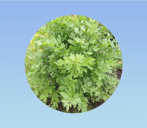 50 Graines de Livèche (Herbe à Maggi) - Améliorez vos Plats avec cette Aromate Facile à Cultiver !