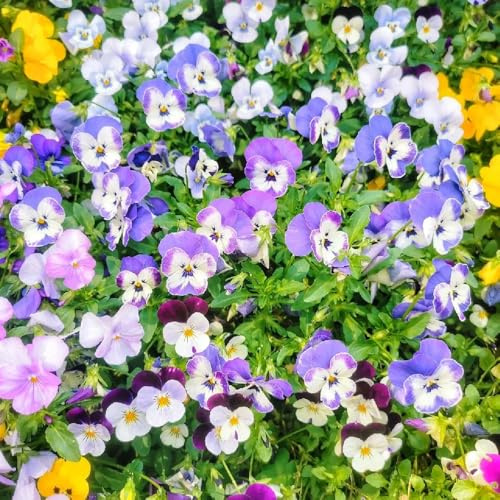 semillas de pensamiento organicas - oficina y jardín decorativas raras de resistentes 900pcs
