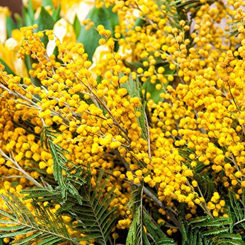 mimosen bodendecker winterhart mehrjährig wildkräuter biosaatgut pflanzenkübel schnittblumen kräutersamen balkon garten pflanzensamen bonsai topf wildblumen balkonblumen blumengarten 550samen