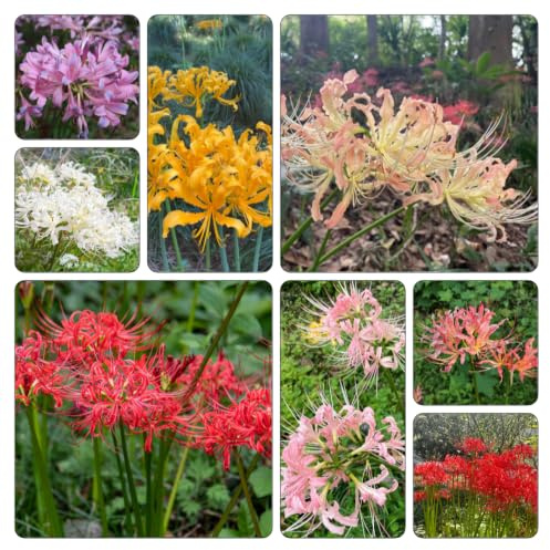Lirio araña - Lycoris radiata balcón de jardín de 5bulbos