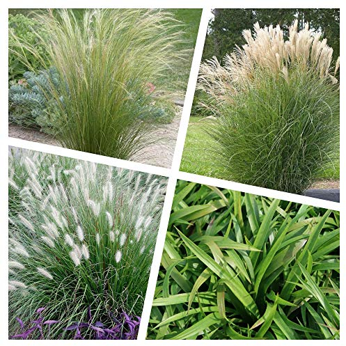 4 x Ziergras Kollektion im 1 Liter Topf (Ziergras/Gräser/Winterhart/Mehrjährig/Staude/Stauden) Vier Gräser, unendliche Gestaltungsmöglichkeiten - Blickfang - von Stauden Gänge