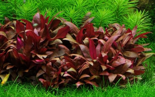 AquaOne Aquarium Pflanze In Vitro Alternanthera reineckii 'Mini' 1-2-Grow | Wasserpflanze, Aquariumpflanze Becher, Labor-Aquarienpflanzen, Dekoration Aquascaping