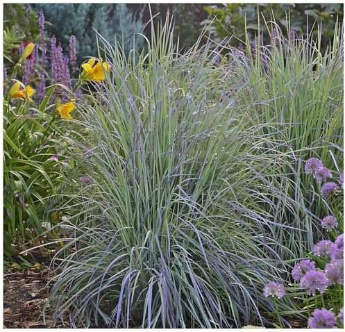 Stauden Gänge 3 x Schizachyrium scoparium 'Twilight Zone’ im 1 Liter Topf (Ziergras/Gräser/Winterhart/Mehrjährig/Staude) Kleines Präriegras - Mystische Farben für zauberhafte Beete