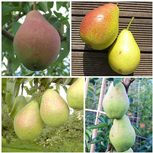 Vierling Birnenbaum Clapps Liebling Williams Christ Köstliche v. Charneu Gute Luise, 10 L Topf, Slg.