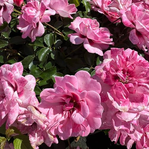 GARTEN SCHLÜTER® Persische Beetrose „Bright Eyes“ - 5 Liter - Topf | Insektenfreundlich - Öfterblühend - Hitzeresistent - Duftende Bodendecker-Rose für sonnige Standorte