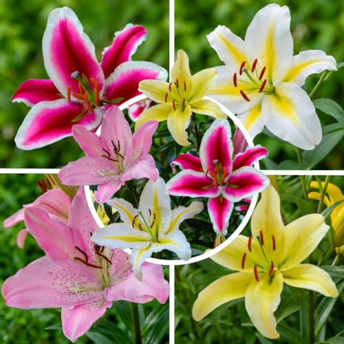 FLORIUM Blandning av orientaliska liljelökar, 15 stycken, perenn och rustik, Holland blomlökar för plantering i trädgård och kruka