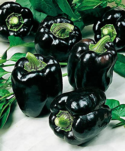 SeedsUP - 40+ Seeds Sweet Bell Pepper - Vegetable Black