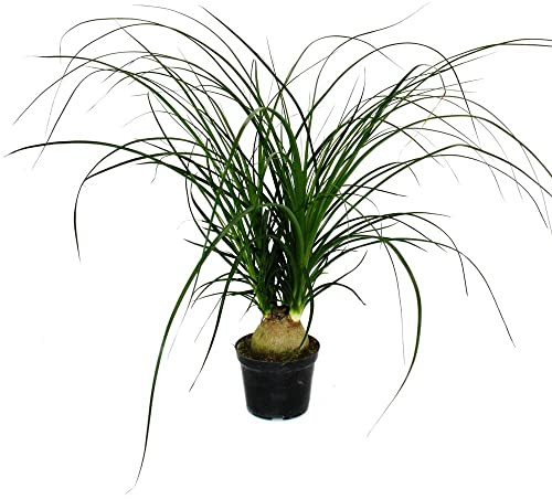 Kleiner Elefantenfuss Beaucarnea recurvata Nolina 12cm Topf Kugel