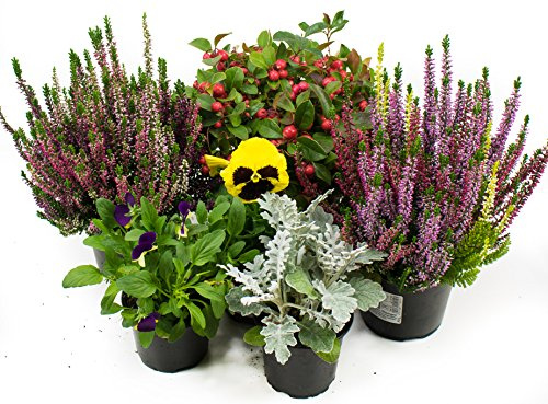 Herbst Blumen Set Nr.11 Calluna vulgaris Trios Milka & Wildbeery, Stacheldraht, viola Stiefmütterchen & Silberblatt