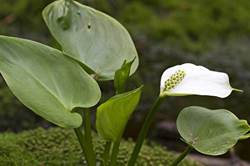 Sumpf Calla Drachenwurz 30 Samen