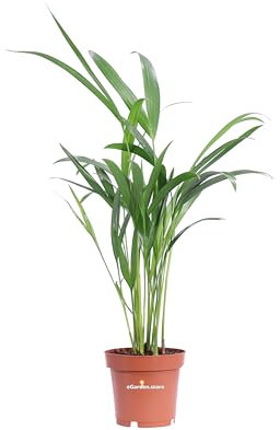 Pianta di Areca Dypsis Lutescens pianta ornamentale da interno pianta vera da arredo venduta da eGarden.store (Vaso 9cm)