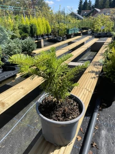 Balsam Fir Tree | Fragrant Abies balsamea with Classic Shape | Evergreen for UK Gardens | Aromatic Conifer with Two-Tone Foliage | Year-Round Christmas Tree Beauty