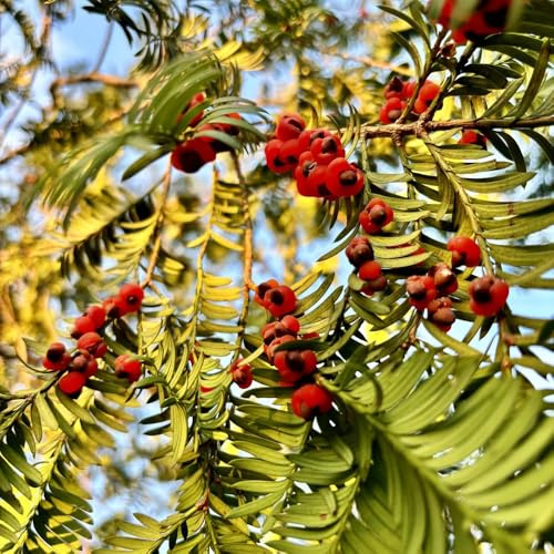 Taxus Baccata, sträucher winterhart Eibe, Taxus wallichiana, baumsamen kaufen herbstpflanzen baumsamen gartenpflanzen immergrüne exotische 100Samen