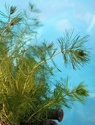 WASSERPFLANZEN WOLFF - Myriophyllum spicatum - ähriges Tausendblatt - Klärpflanze! - wasserreinigend - QUALITÄTSSTAUDE durchwurzelt im 9x9cm Topf