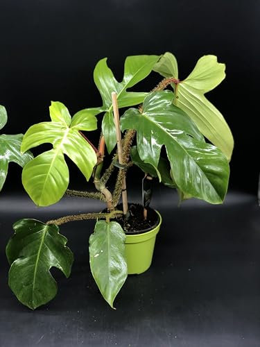 Plante de PHILODENDRON SQUAMIFERUM - en pot Ø 14 cm - H. 40/50 cm