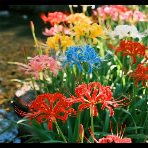 Svernamento/Lycoris perenne/Varietà classica di Lycoris/Progettazione del paesaggio del giardino/Tollerante al freddo e all'ombra-8 PCS-J