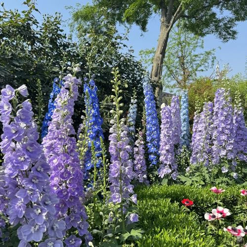 rittersporn balkon garten wildblumensamen gartenblumen mehrjährig winterhart balkonpflanzen frühling mehrjährige blumensamen winterharte kletterpflanzen pflanzensamen gartenkräuter 550samen