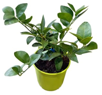 Árbol de la Lima Natural en Maceta de 17cm Frutal Exquisito para Cultivo en Casa