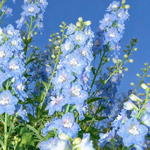 Semi di speronella - balcone, biologici rare Decorazione esotiche resistenti 350pcs