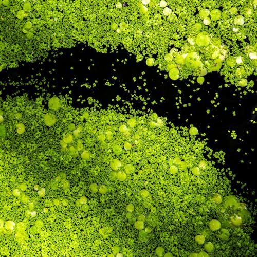 Semi di lenticchia d'acqua - verdi vecchie varietà acquatiche semi di aromatiche per giardinieri acquario acquatiche giardino aromatiche 950pcs