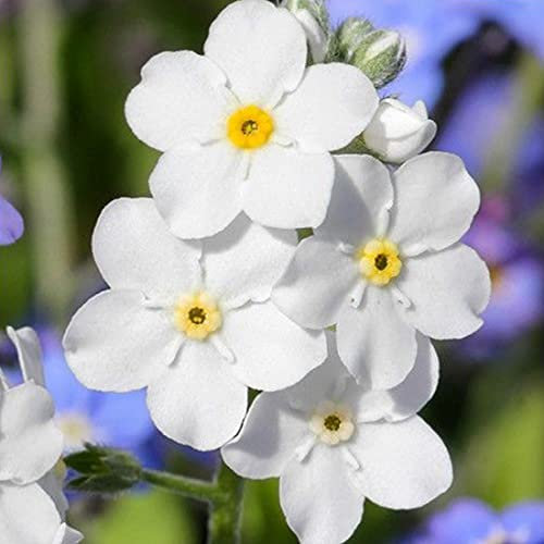 Welldales 100 Pure White Forget Me Not Wild Flower Seeds Myosotis Self Seeding UK Woodland