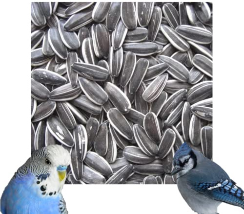 Premium Striped Sunflower Seeds High Oils & Vitamins Parakeet Wild Garden Bird Parrot Seed (10kg)