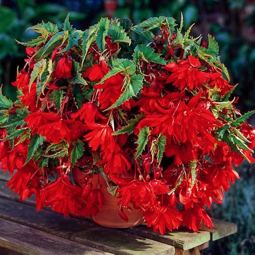 Begonie Rot Hängend Mehrjährig Sommerblühende Blumenzwiebeln für Balkonkästen und Beete