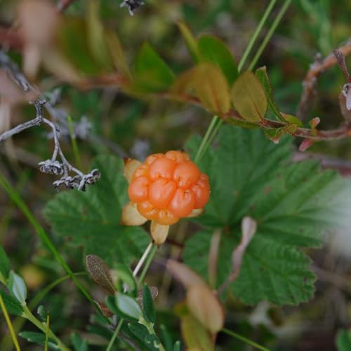 Moltebeeren - winterharte für garten Rubus chamaemorus - obstbäume kaufen säulenobstbäume obstpflanzen balkon hochbeet alte sorten 40Samen
