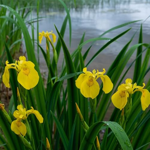 Sumpf-Schwertlilie (lat. Iris pseudacorus) Gelbe Teichpflanze – Wasserpflanze für Teichrand und Kübel – Bienenfreundlich und insektenfördernd – Einheimische Pflanze – Winterhart – Aussaat Frühjahr