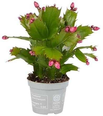 Flor de Pascua Schlumbergera Cactus Natural de Navidad