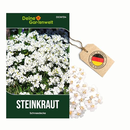 Steinkraut Duftsteinrich Schneedecke Samen - Lobularia maritima - Steinkrautsamen - Blumensamen - Saatgut für 250 Pflanzen
