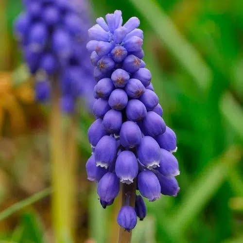 Muscari armeniacum 'Bleu' (Multi-Bulbe Fleur de France) / Godet/Vivace bulbeuse