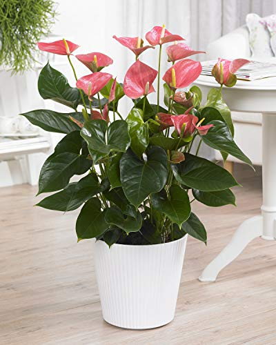 Pink Anthurium Spitzenblatt für innenräume Hauspflanze | 13cm Topf