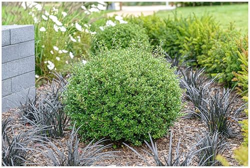 Stauden Gänge 1 x Ilex crenata 'Glorie Gem' Kugel Japanischer Berg Ilex | Immergrüner Buchsbaum-Ersatz für Sonne bis Schatten, mehrjährig, schnittverträglich, C3 Topf
