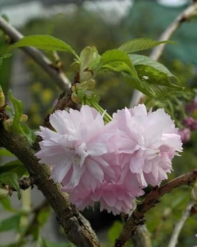 Hochstamm - Jap. Hänge-Zierkirsche Kiku-shidare-Zakura - Prunus serrulata