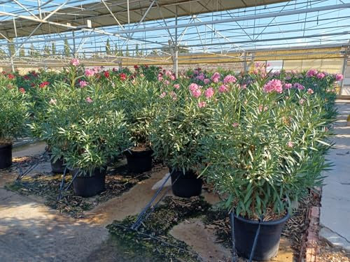 Oleandro mediterraneo bianco – 110 – 120 cm di altezza, resistente all'inverno, pianta in vaso adattabile per terrazza e giardino