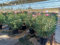 Adelfa mediterránea blanca – 110-120 cm de altura, resistente al invierno, planta en maceta adaptable para terraza y jardín