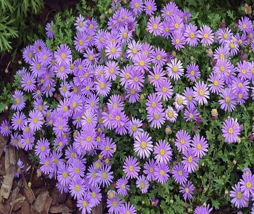 90pcs Hyacinth Flower Seeds