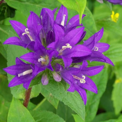 Plant Theory 9cm Pot Campanula Glomerata Superba Clustered Bellflower Perennial