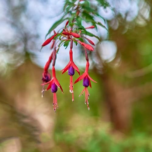 100 piezas fucsias semillas resistentes - decorativas semillas fucsia silvestres de primavera