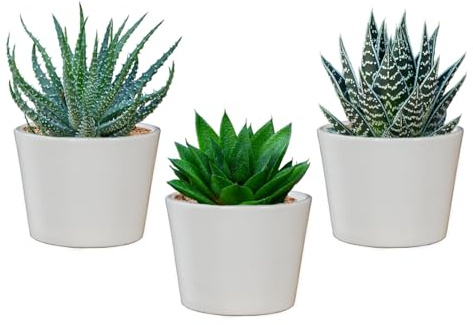 Green Me Up Mini Sukkulenten mit Übertöpfen - Babypflanzen Trio Aloe Vera - echte Pflegeleichte Zimmerpflanzen - 3er Set im 9 cm Topf - ideal für Fensterbank und Badezimmer - frisch aus der Gärtnerei