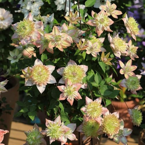 bulbi resistenti di clematide - decorazione giardino esterni perenni tappezzante rare appartamento 5pcs