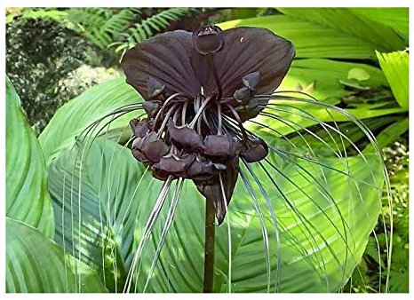 Pezzi - 5x Tacca Chantrieri Nero Fiore Pipistrello Giardino Piante - Seme B332 - Seeds & Plants Shop by Ipsa